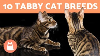 10 TABBY CAT BREEDS 🐯 Cats with Striped Coats [upl. by Bunde]