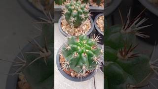 Gymnocalycium horridispinum [upl. by Teeter]