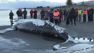 Amazing barnacles on Beached Whale [upl. by Nhtanhoj]