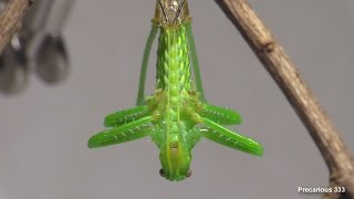 Giant Texas Katydid molts [upl. by Raquel]