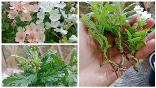 Growing Verbena Flowers How To Grow Verbena Flower From Cuttings [upl. by Mikkel125]