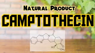 CAMPTOTHECIN  Natural Products [upl. by Trebron878]