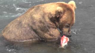 Alaska grizzly bear eating salmon [upl. by Gaither966]