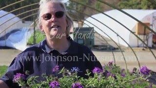 In The Nursery Verbena Homestead Purple [upl. by Naneik]