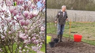 Comment planter et entretenir un magnolia   Truffaut [upl. by Eenahs]