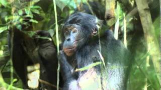 Bonobos  chimpanzees gentle cousins [upl. by Adon]