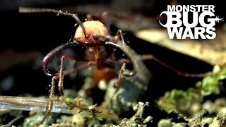 Epic Ant Battles 1  MONSTER BUG WARS [upl. by Amsirp65]