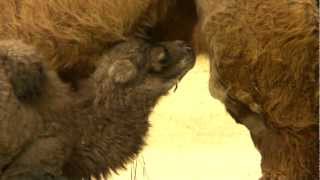 Bactrian Camel Birth  Cincinnati Zoo [upl. by Aninahs212]