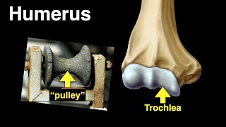 Humerus [upl. by Ejrog]