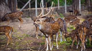 Facts About Bactrian Deer [upl. by Tol139]