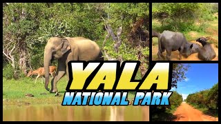 YALA NATIONAL PARK Safari  Sri Lanka 4k [upl. by Beckett]