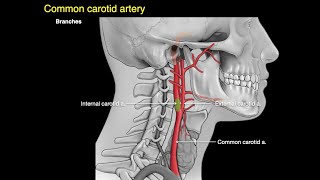 Arteries of the neck [upl. by Ahsiener]