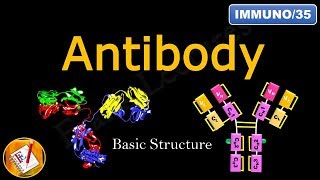 Detailed Antibody Structure FLImmuno35 [upl. by Fantasia91]