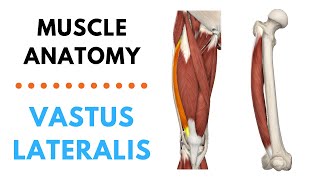 Vastus Lateralis  Muscle Anatomy  Joetherapy [upl. by Lyrahc]