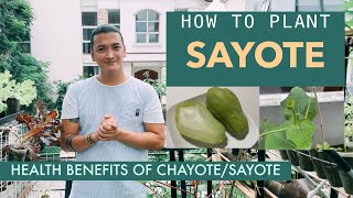 PAANO MAGTANIM ng SAYOTE  Planting Sayote  Chayote in a CONTAINER  Health Benefits of Sayote [upl. by Buiron72]