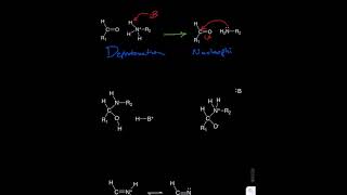 Schiff Base Formation [upl. by Assira513]