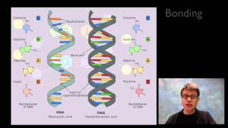 Nucleic Acids [upl. by Keyser]