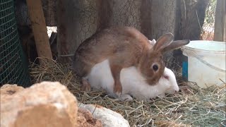 Rabbits 🐰 mating [upl. by Halak]