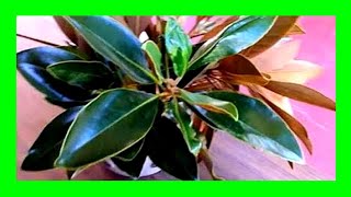 How to Propagate Magnolia Tree From Cuttings [upl. by Katushka]