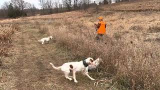 English setter hunting [upl. by Dorca248]