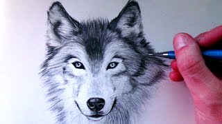 How to Draw a Wolf [upl. by Welch]