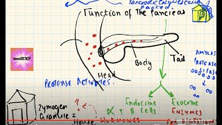 What is a zymogen Introduction to pancreatic enzymes EASY TO UNDERSTAND [upl. by Tandie488]