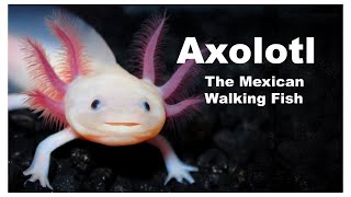 Everything About Axolotl The Mexican Walking Fish [upl. by Yeslek265]