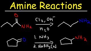 Amine Synthesis Reactions [upl. by Cristobal]