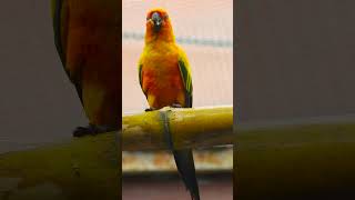 Understanding Sun Conure Vocalizations [upl. by Hnad]