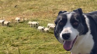 Amazing sheepdog working sheep on a Sunday [upl. by Atirehs532]