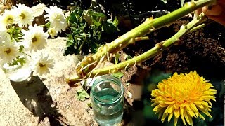 How to grow Chrysanthemums from cutting very easy [upl. by Sokairyk]