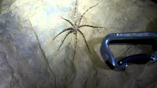 Huge Cave Spider [upl. by Gwenette]