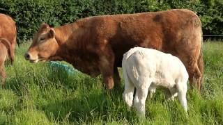 Limousin and Charolais [upl. by Sirromal]