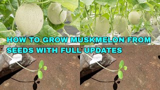 HOW TO GROW MUSKMELON FROM SEEDS WITH FULL UPDATES [upl. by Airehc]