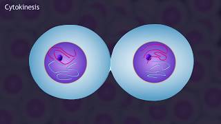 Mitosis and the Cell Cycle Animation [upl. by Ttayw]