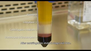 Isolate PBMCs with Lymphopure™ [upl. by Navillus]