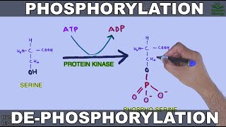 Phosphorylation and Dephosphorylation  Protein Phosphorylation [upl. by Kendry]