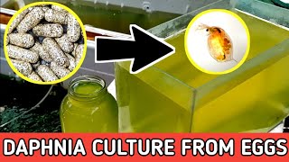 HOW TO HATCH DAPHNIA EGGS  HOW TO CULTURE DAPHNIA [upl. by Stacee147]