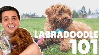 Labradoodle 101  10 Facts About Labradoodle Puppies [upl. by Evod]