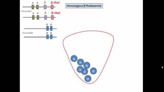 pathophysiology of beta thalassemia [upl. by Johnathan]