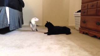 Cat Ferret play fighting [upl. by Atiluap]