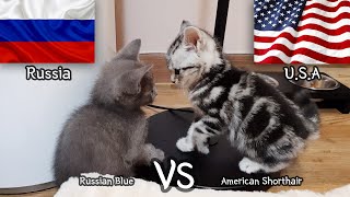 American Shorthair VS Russian Blue  a kitten Fight Story [upl. by Sverre]