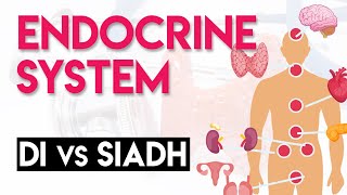 DI vs SIADH  Endocrine System Part 5 [upl. by Schreck496]