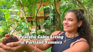 Peaceful Cabin living in Portland Jamaica 🇯🇲 ASMR [upl. by Zucker630]