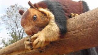 Malabar giant squirrel in Kerala national forest eating a cookie [upl. by Ednyl]