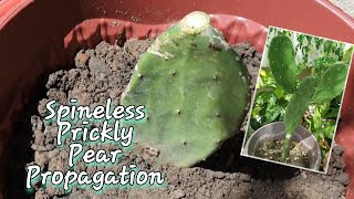 How to propagate Spineless Prickly Pear Cactus Opuntia ficus indica by Cutting Method [upl. by Teador]