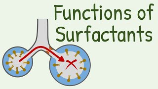 Functions of Surfactants in Alveoli [upl. by Nilorac]