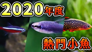 揭密！水族館銷售前５名，裡面竟有魚會發出叫聲！！ [upl. by Nomled]