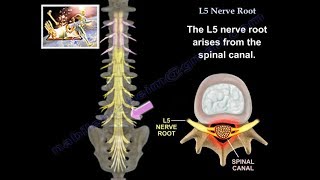 L5 Nerve Root  Everything You Need To Know  Dr Nabil Ebraheim [upl. by Nager]