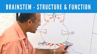 Brainstem  Structure and Function  Neuroanatomy [upl. by Fein]